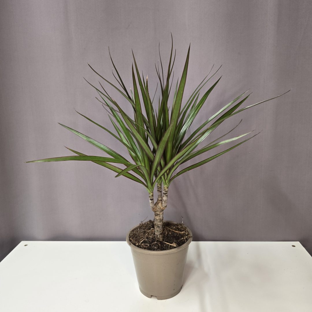 Sárkányfa - Dracaena marginata