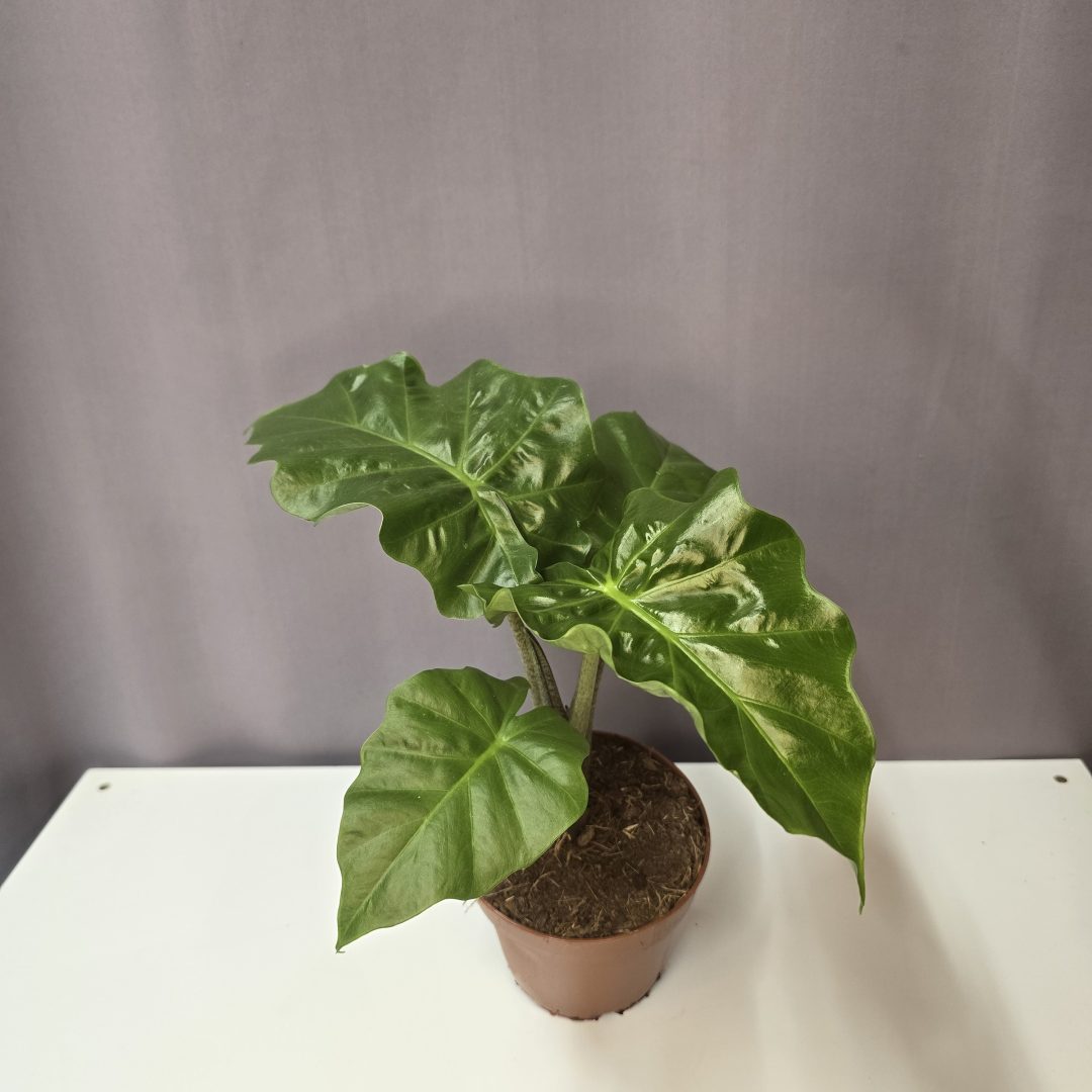 Alocasia 'Low Rider'