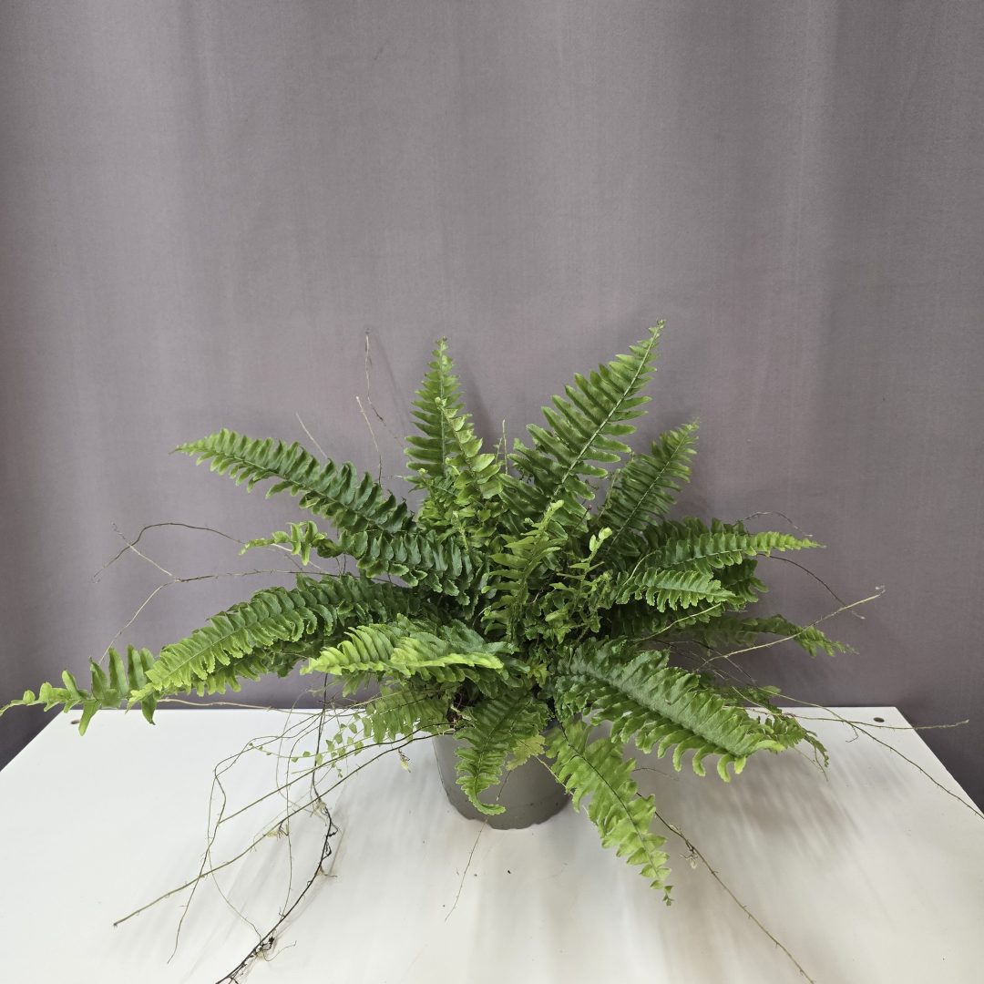 Nephrolepis Green Lady - szobapáfrány