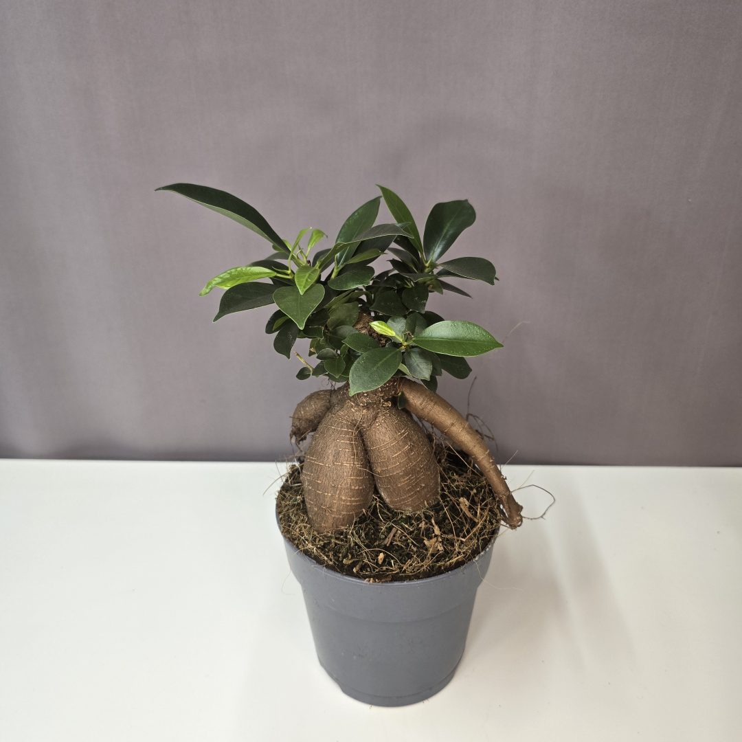 Ficus Ginseng