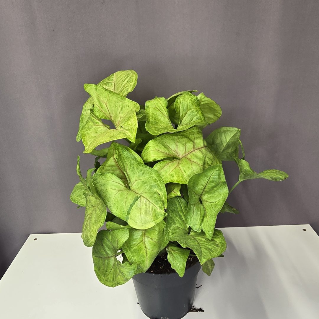 Syngonium 'Mango Allusion'