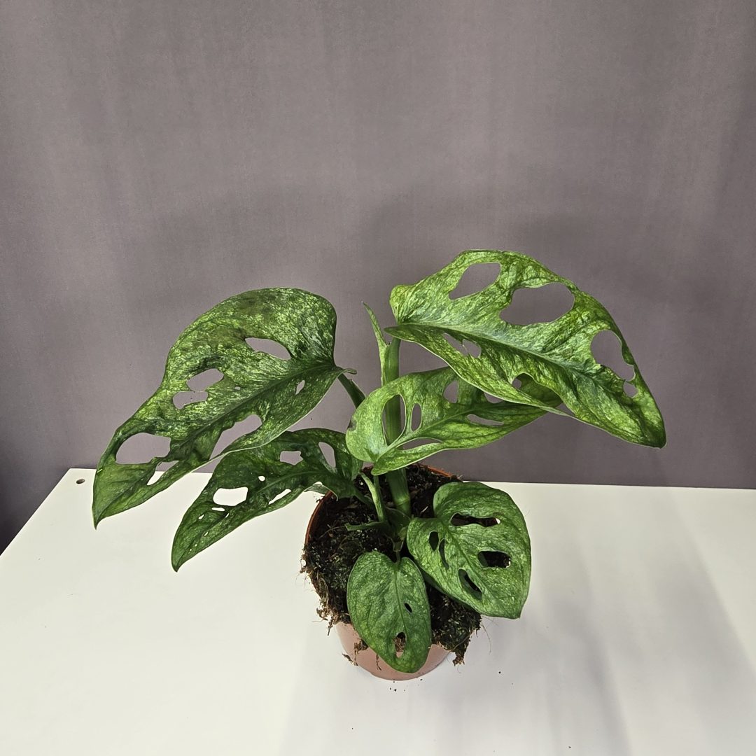 Monstera Adansonii Mint