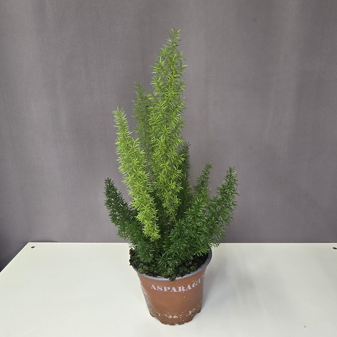 Rókafarok aszparágusz- Asparagus 'Myers'