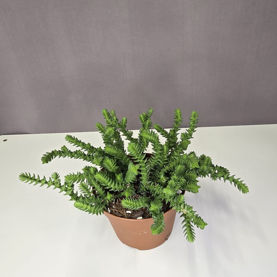 Crassula lycopodioides