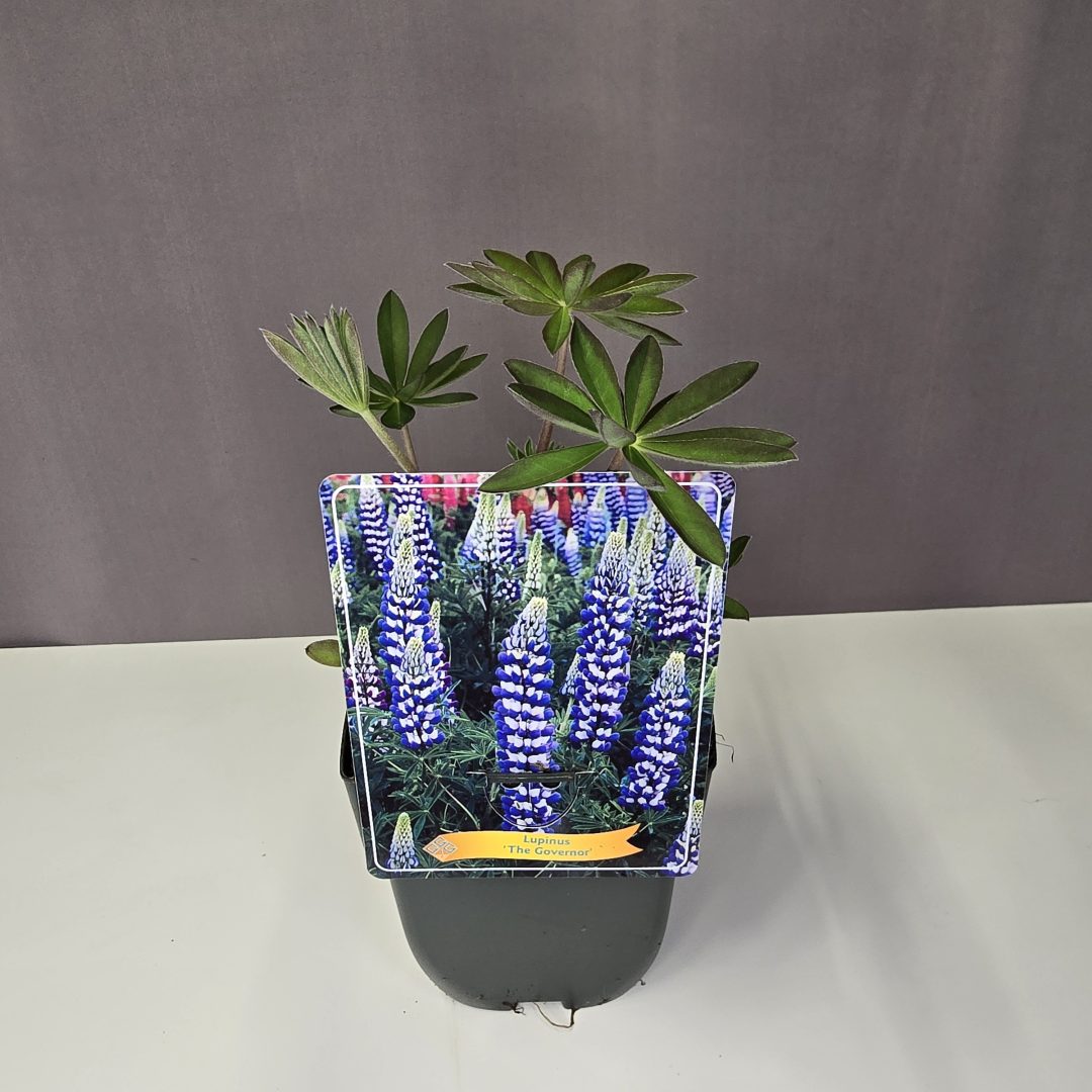 Lupine - Csillagfürt ( kék )