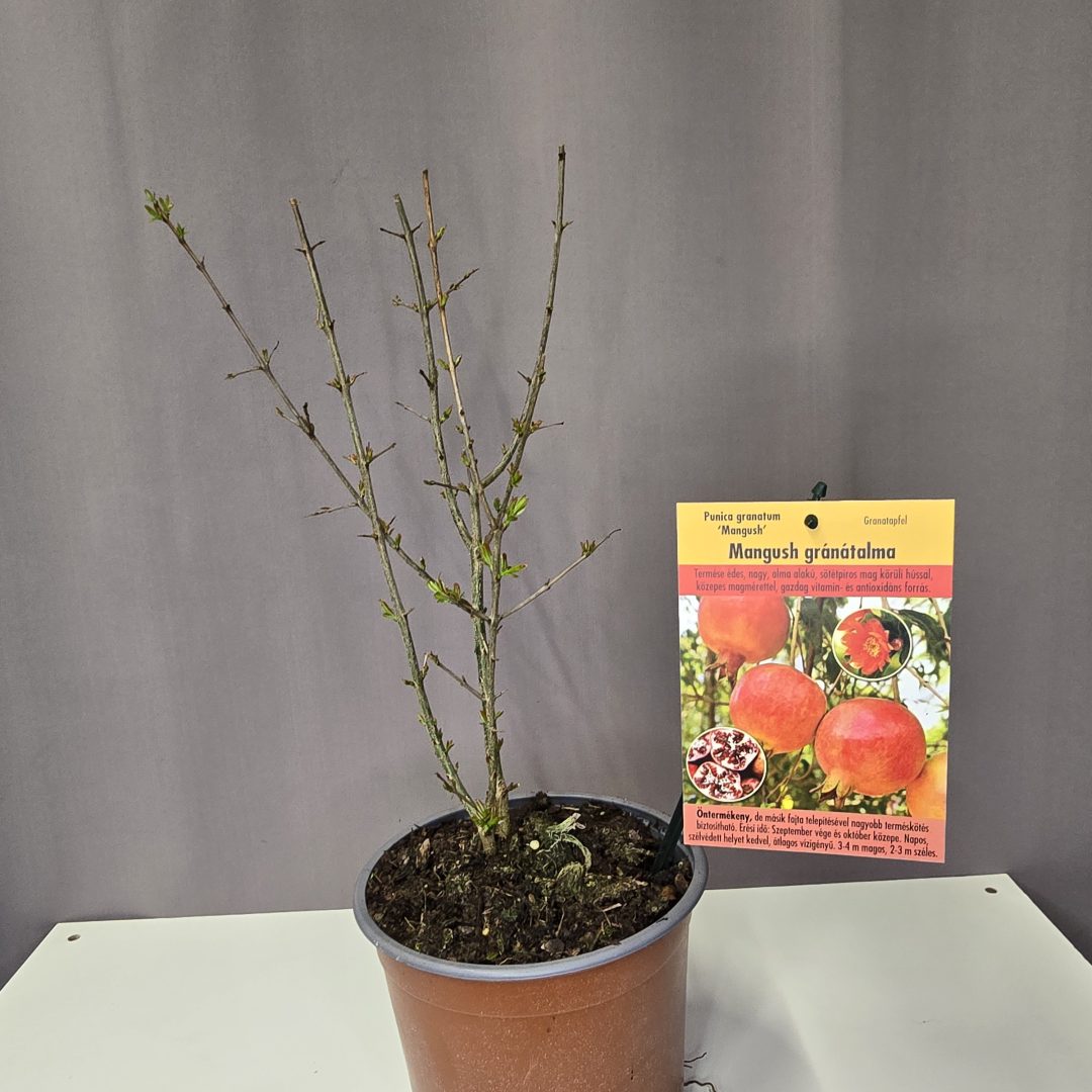 Punica granatum 'Mangush' - Gránátalma