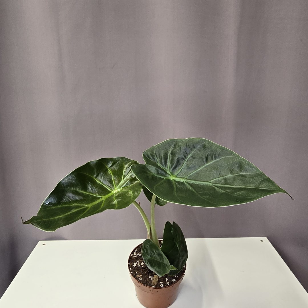 Alocasia 'wentii'
