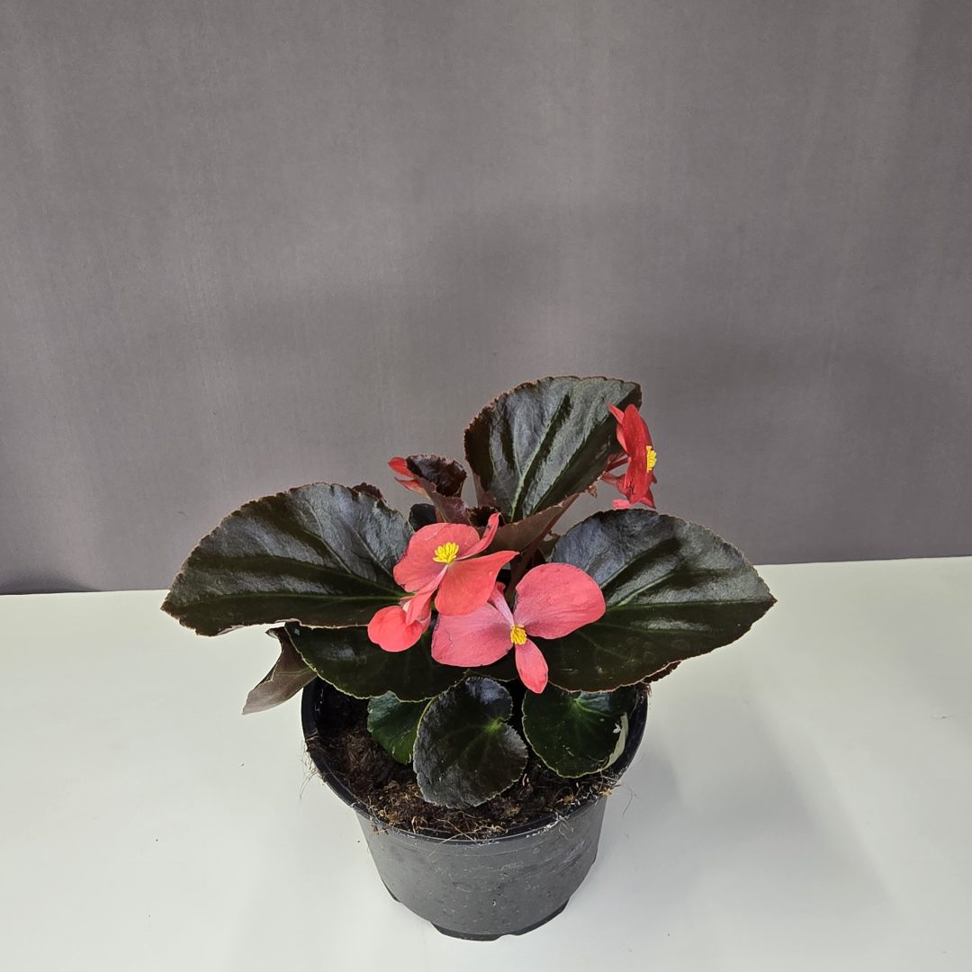 Mindignyíló begónia - Begonia semperflorens