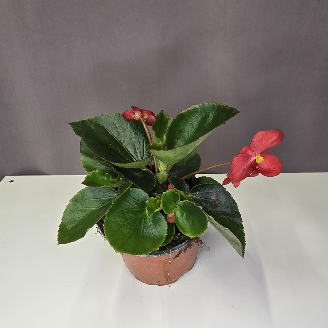 Mindignyíló begónia - Begonia semperflorens