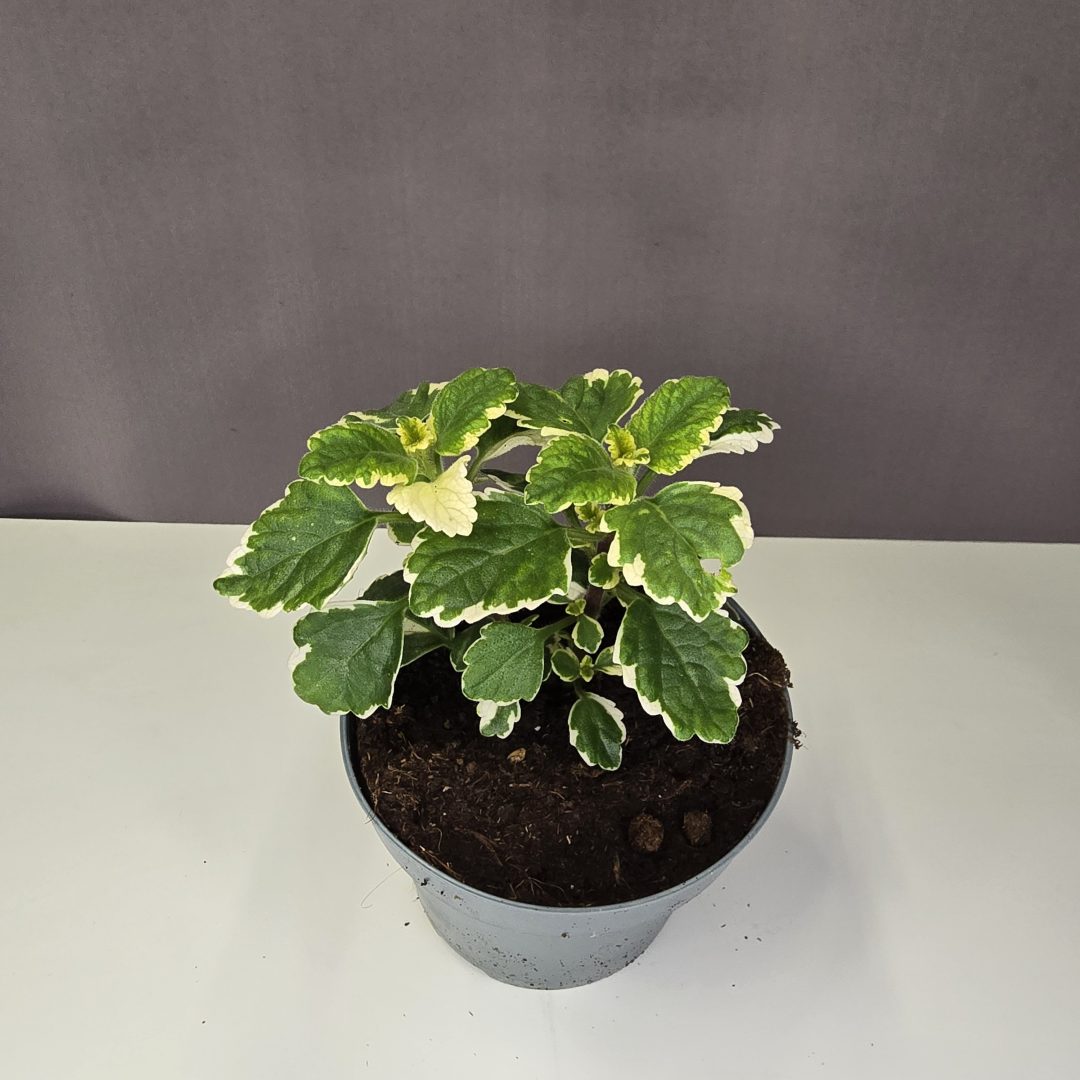 Szúnyogűző - Plectranthus coleoides