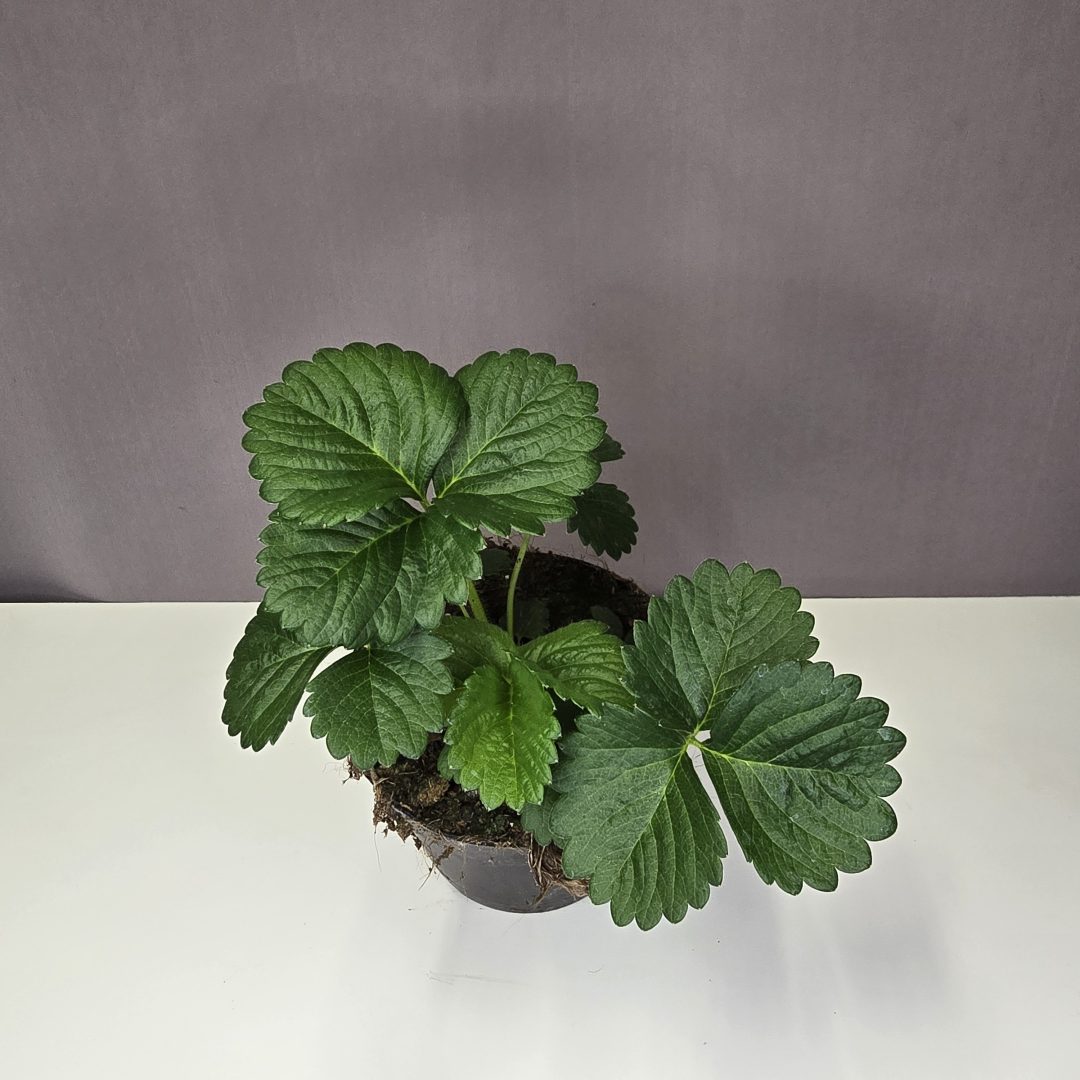 Folytontermő földieper