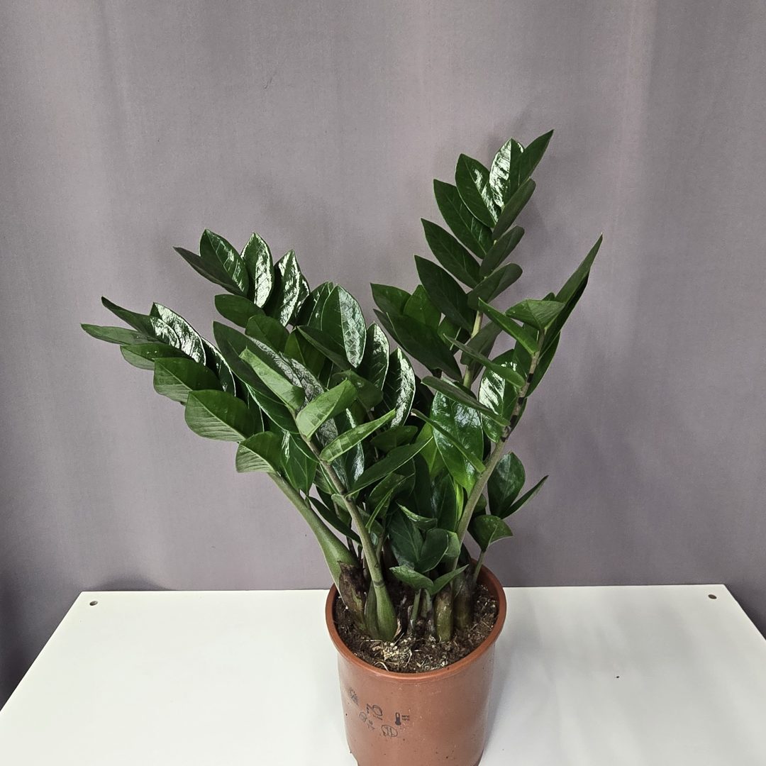 Agglegénypálma - Zamioculcas zamiifolia