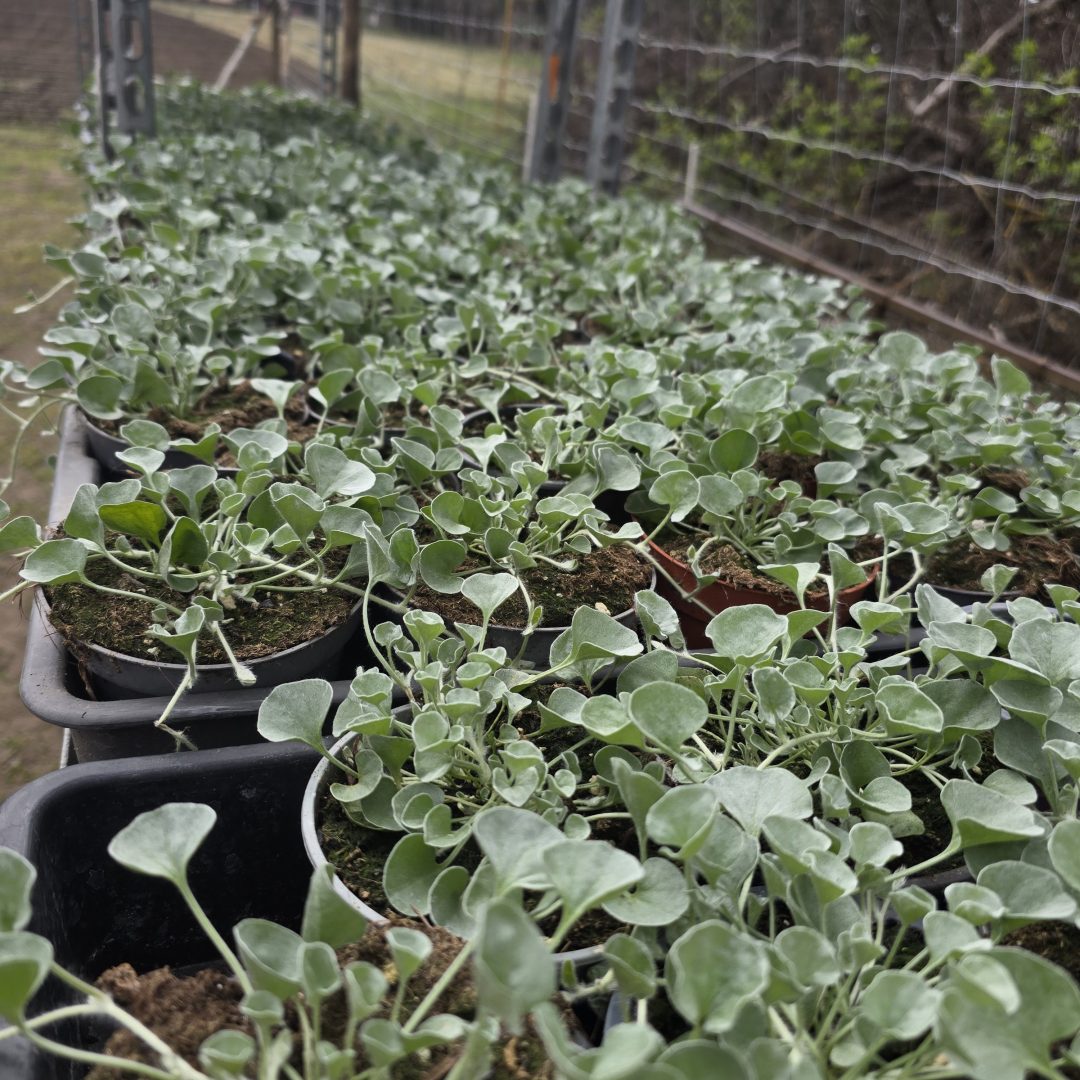 Dichondra Tízes Fogat - 10 db Ezüstös Pázsitszulák