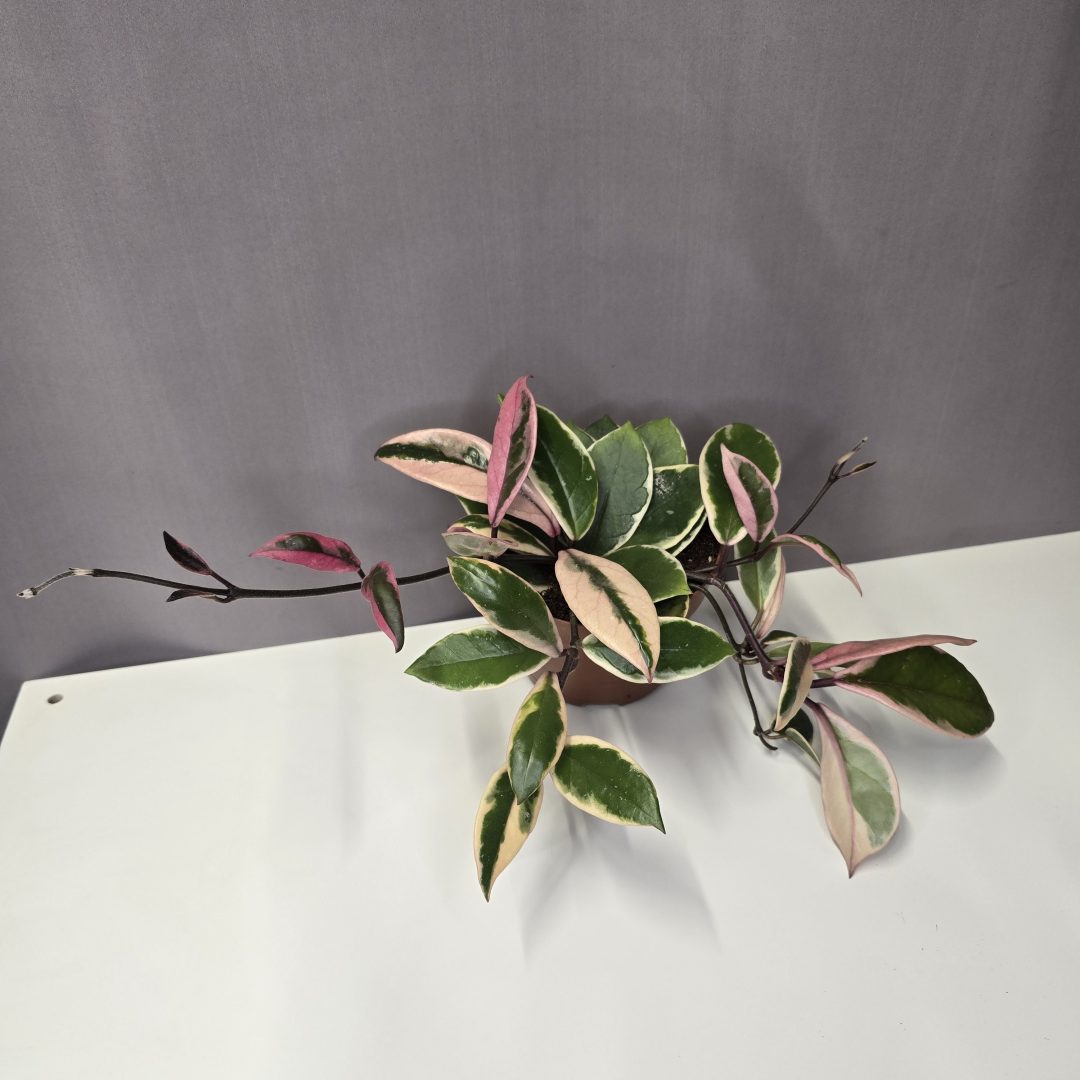 Hoya 'Flamingo Dream'