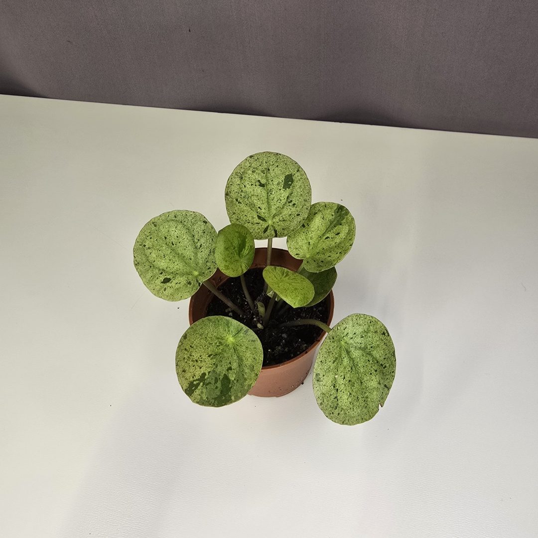 Pilea peperomioides 'Mojito'