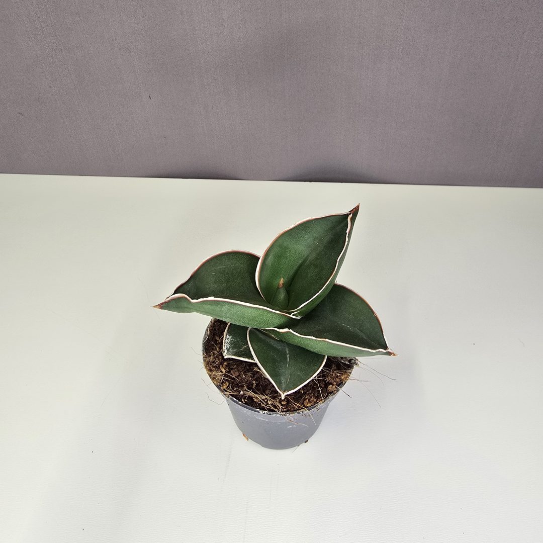 Sansevieria Samurai