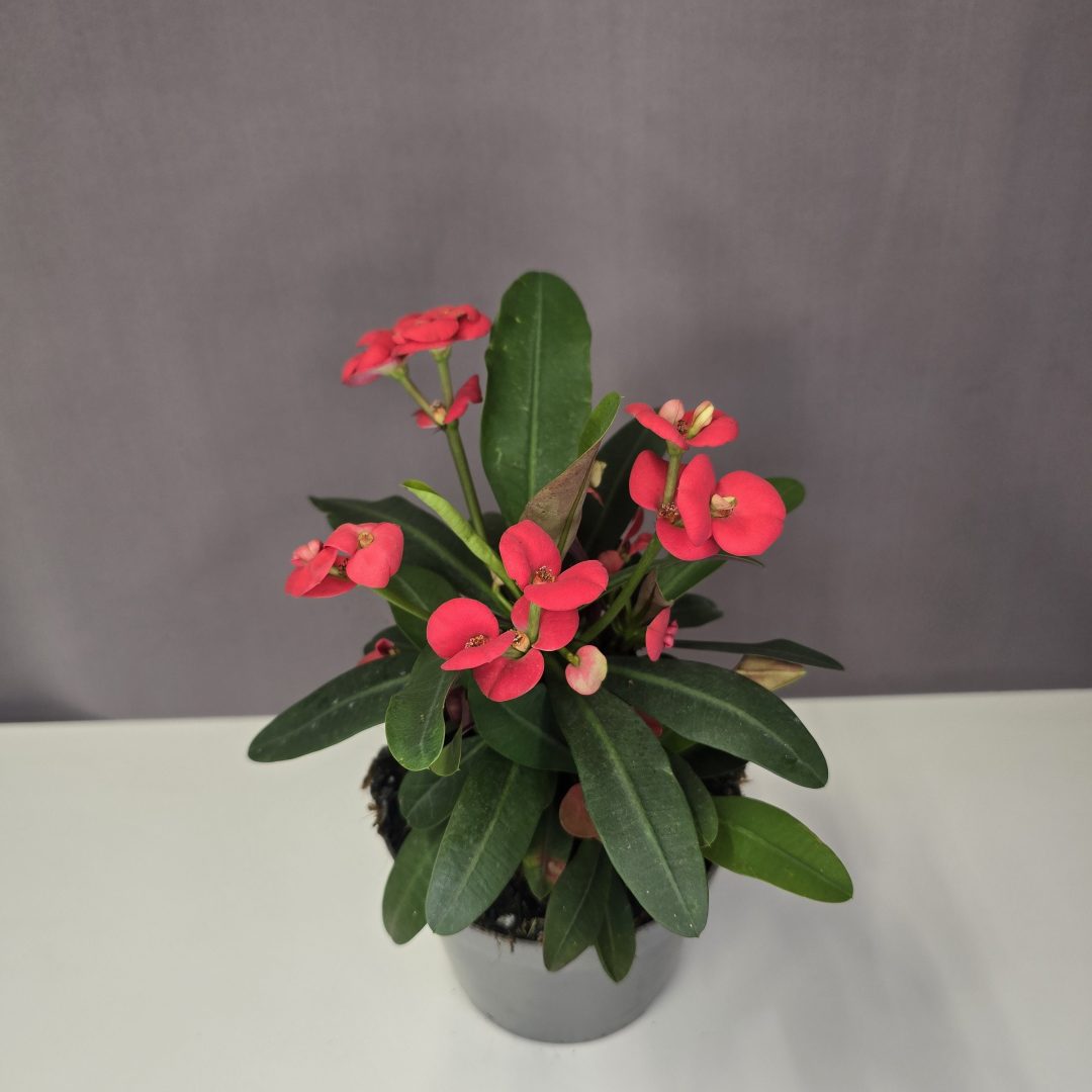 Euphorbia Milii Vulcanus