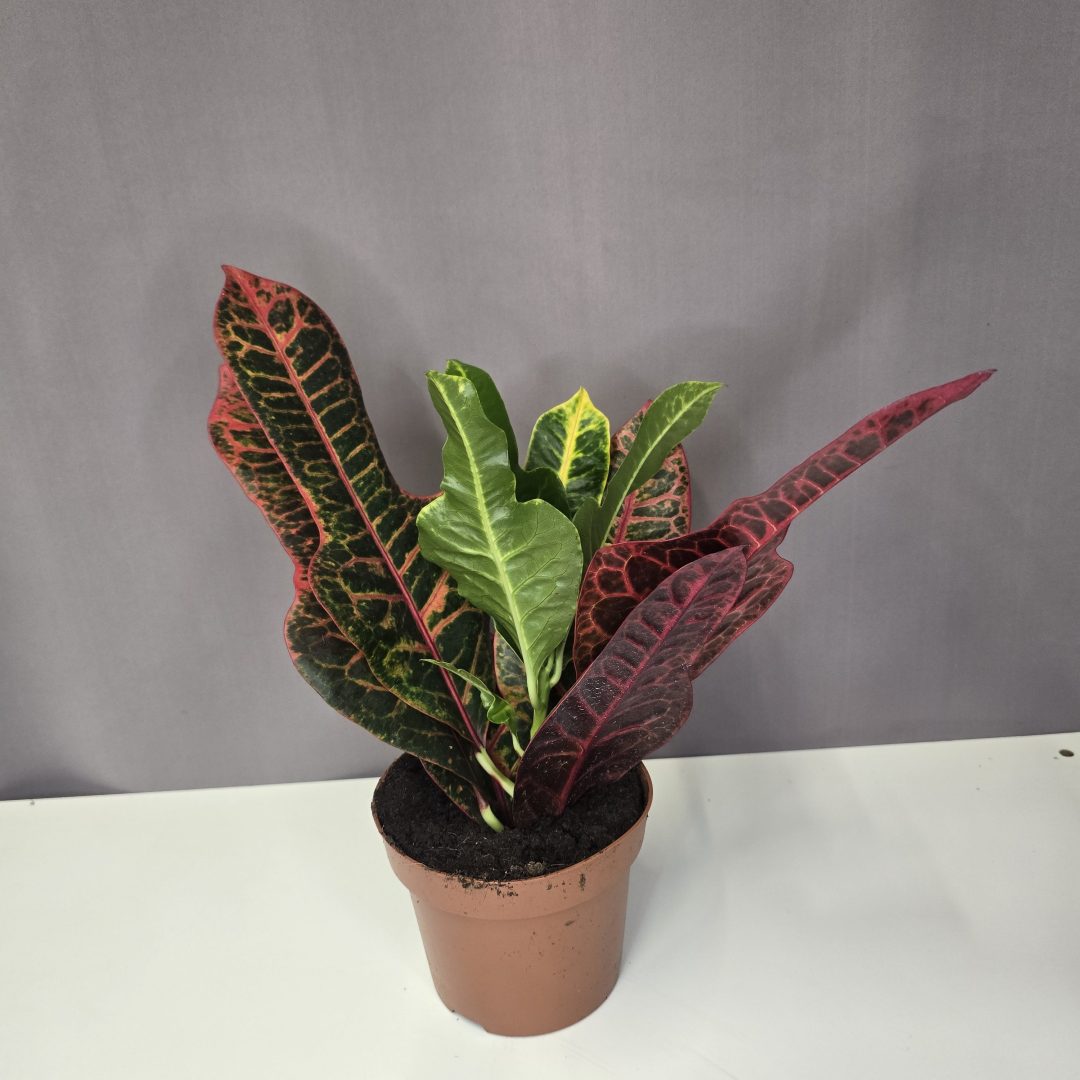 Codiaeum variegatum 'Oak Leaf' – Tölgylevelű kroton