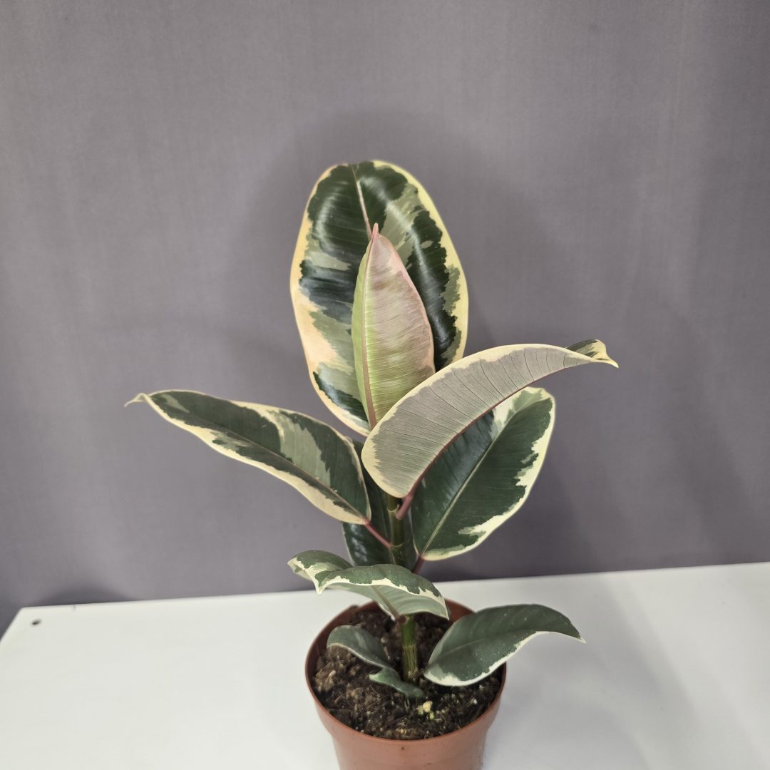 Ficus elastica 'Tineke'