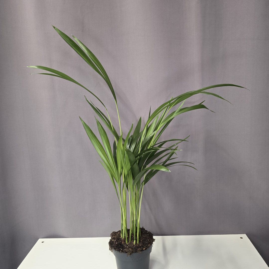 Chrysalidocarpus lutescens – Aranypálma