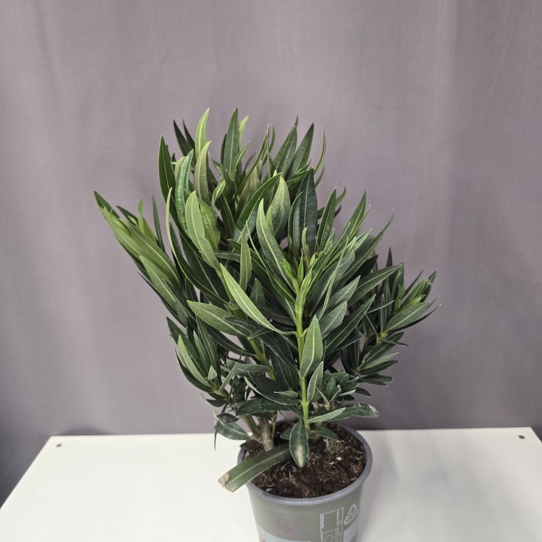 Nerium Oleander - Leander zsákbamacska