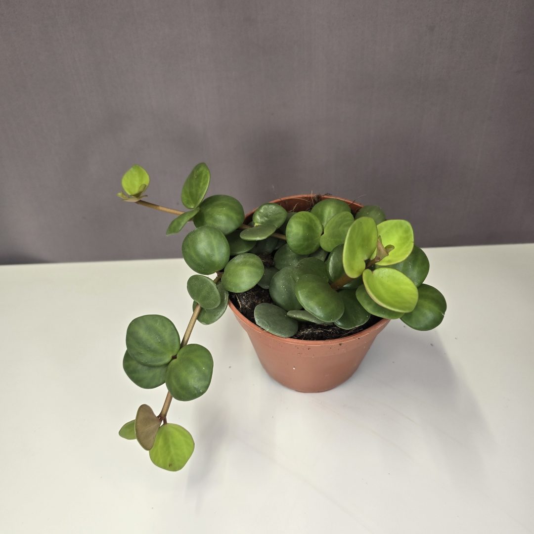 Peperomia tetraphylla 'Hope'