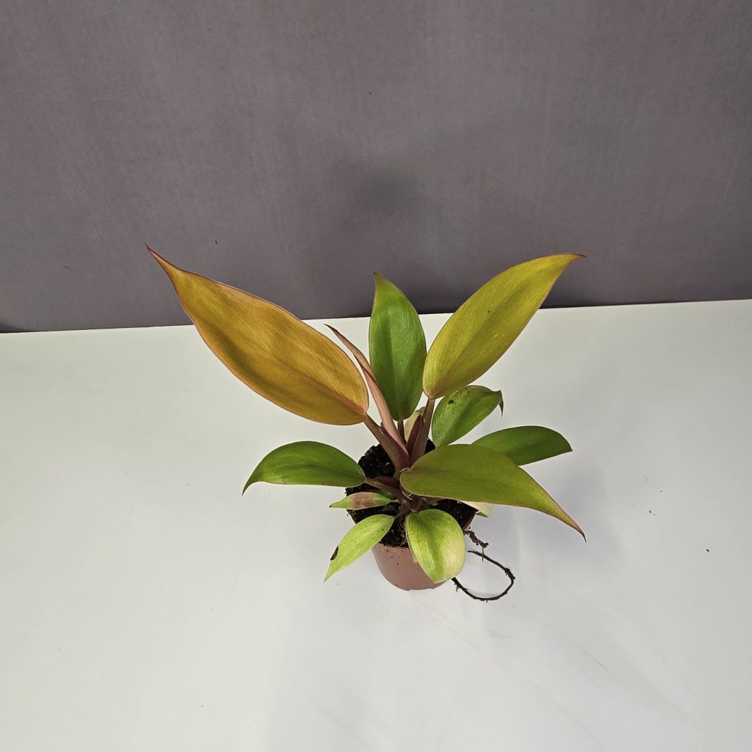 Philodendron 'Prince of Orange' baby plant