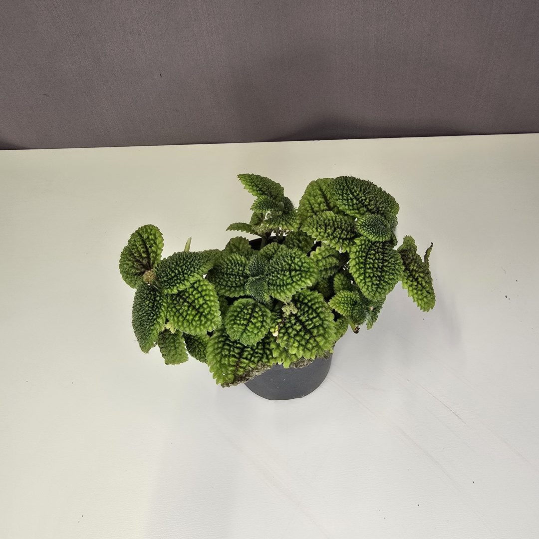 Pilea mollis "moon valley"