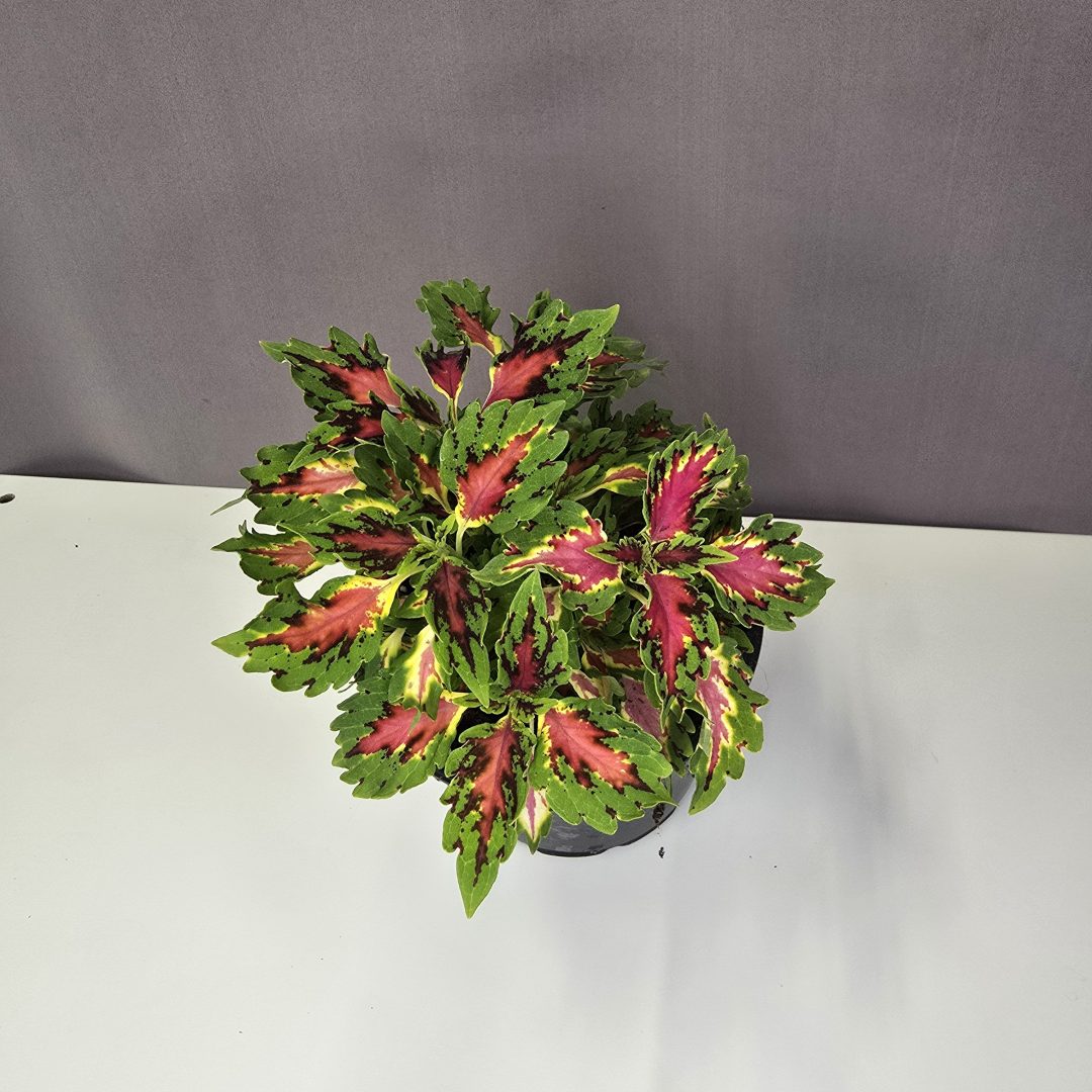 Díszcsalán Nr 3. - Coleus