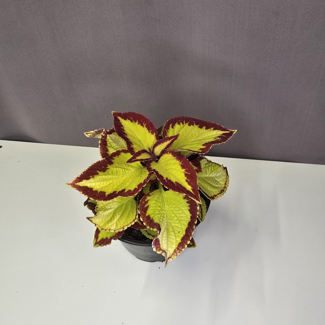 Díszcsalán Nr 2. - Coleus