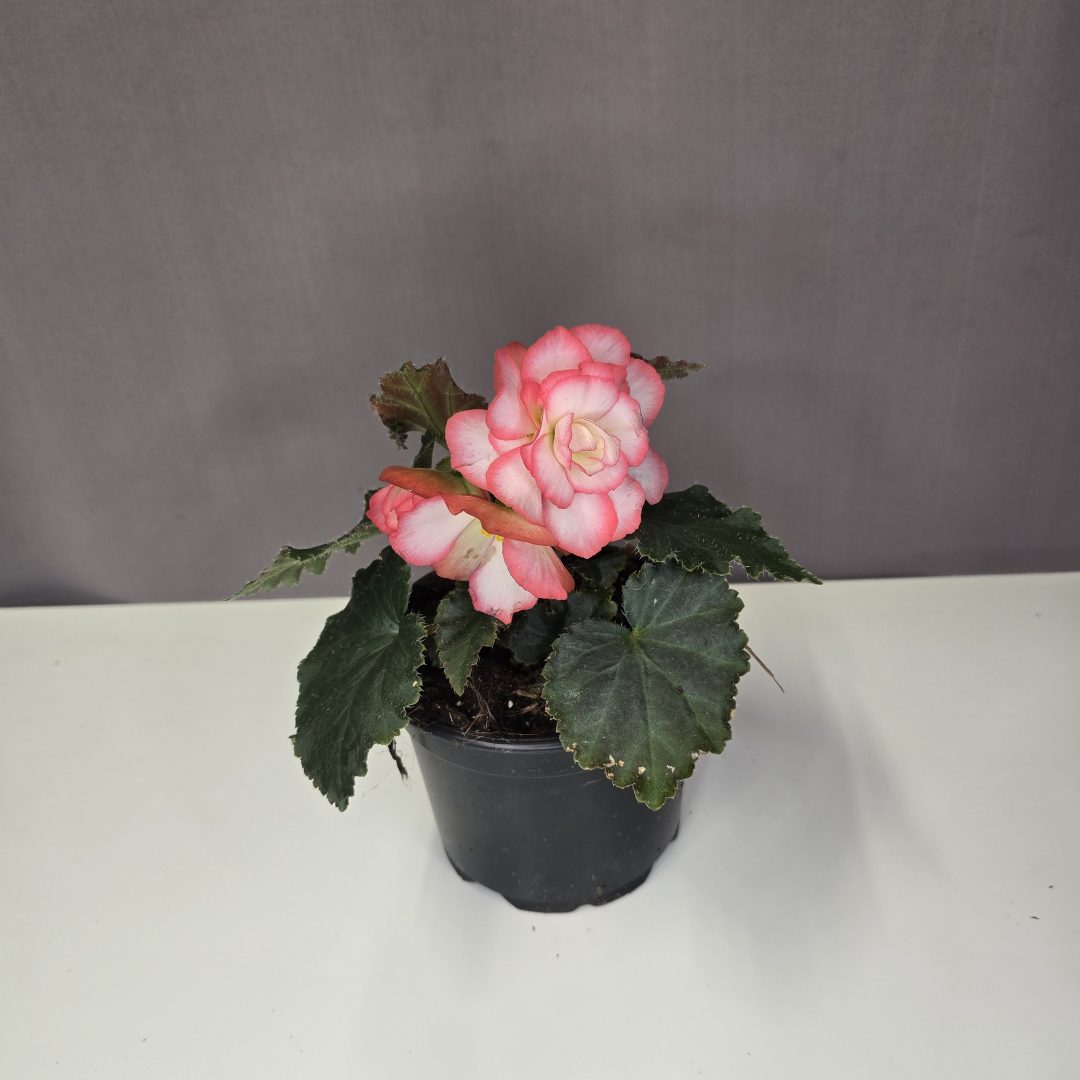 Begonia - Csüngő virágú begónia rózsaszín