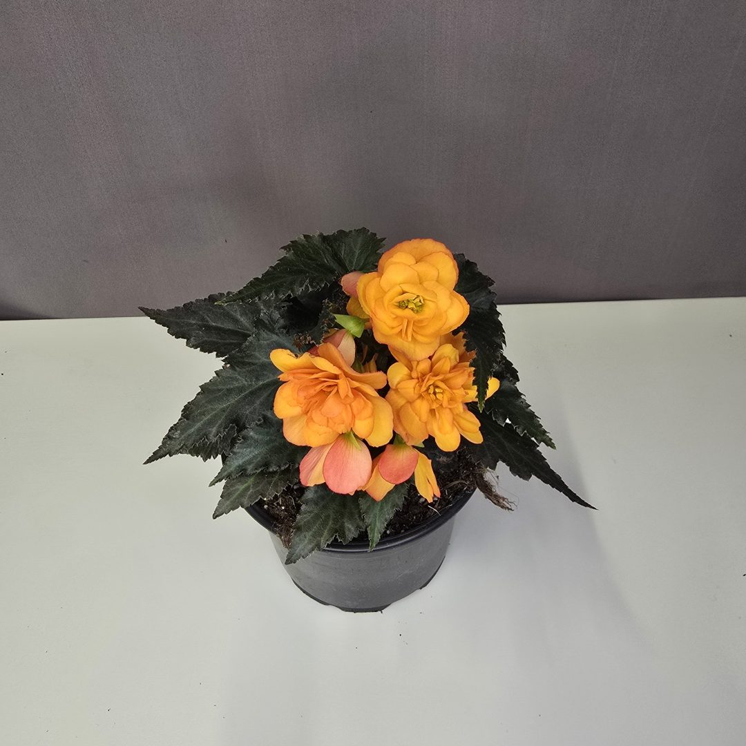 Begonia - Csüngő virágú begónia sárga