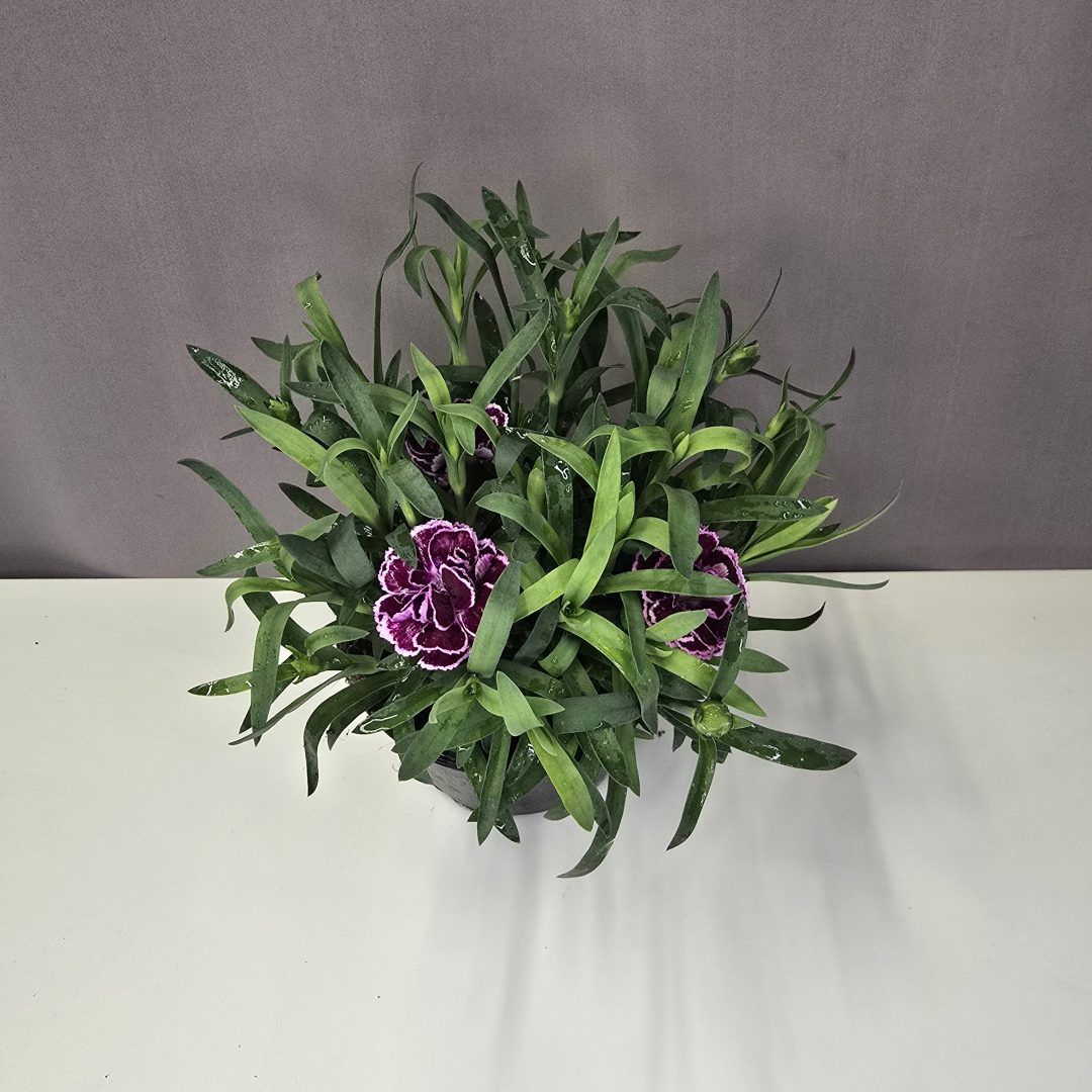 Illatos szegfű – Dianthus caryophyllus  lila cirmos