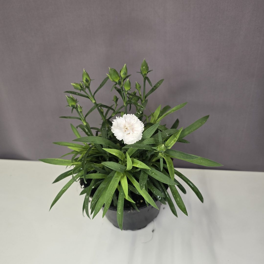 Illatos szegfű – Dianthus caryophyllus  fehér