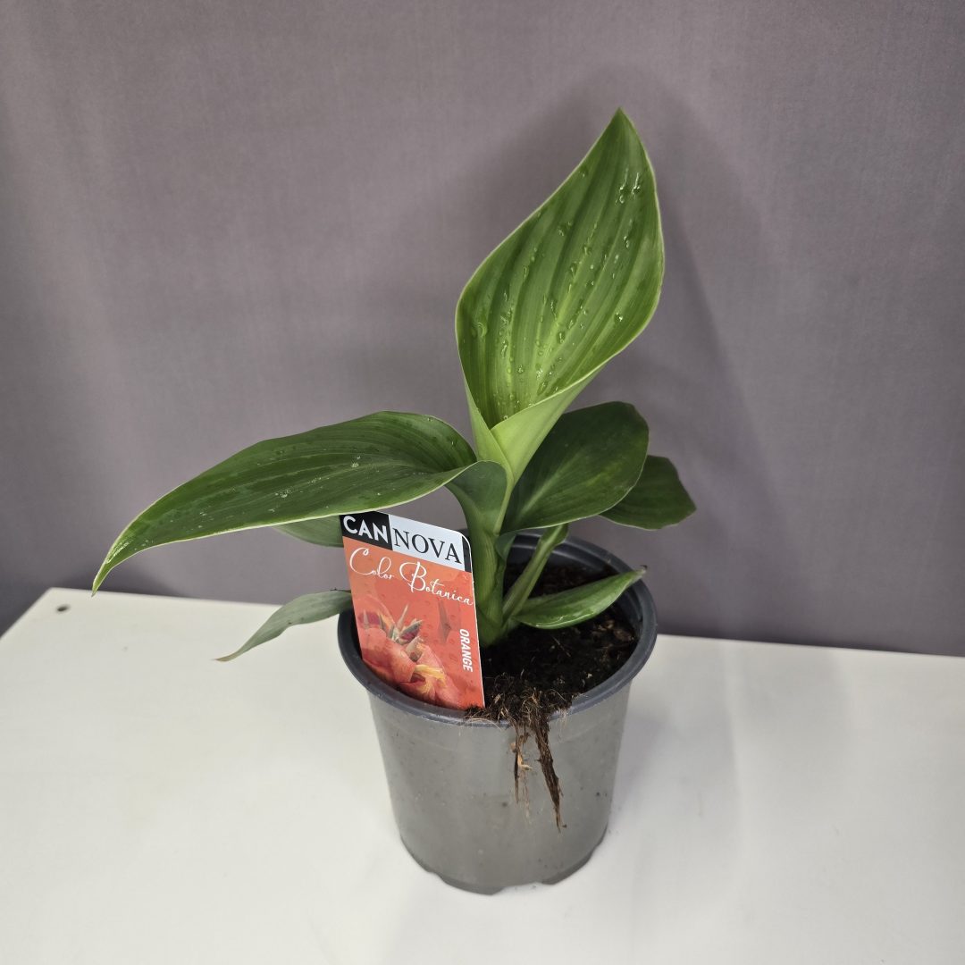 Kánna - Canna narancs