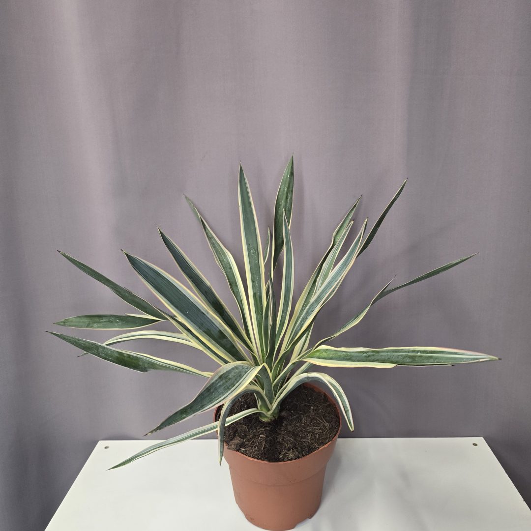 Yucca gloriosa 'Variegata'