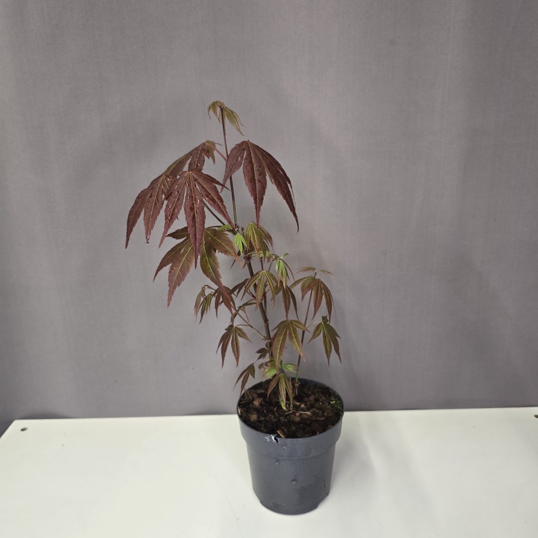 Acer palmatum 'Atropurpureum' - vörös Japán juhar