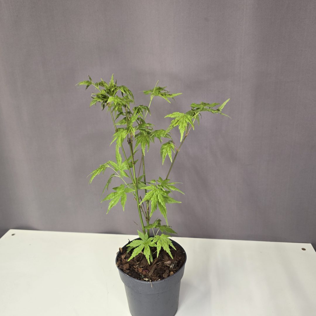Acer palmatum 'Going green' - Japán juhar