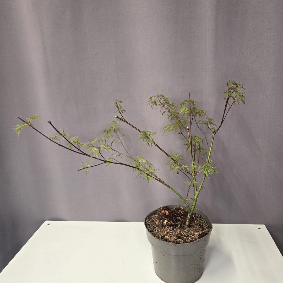 Acer palmatum 'Emerald Lace' - Japán juhar