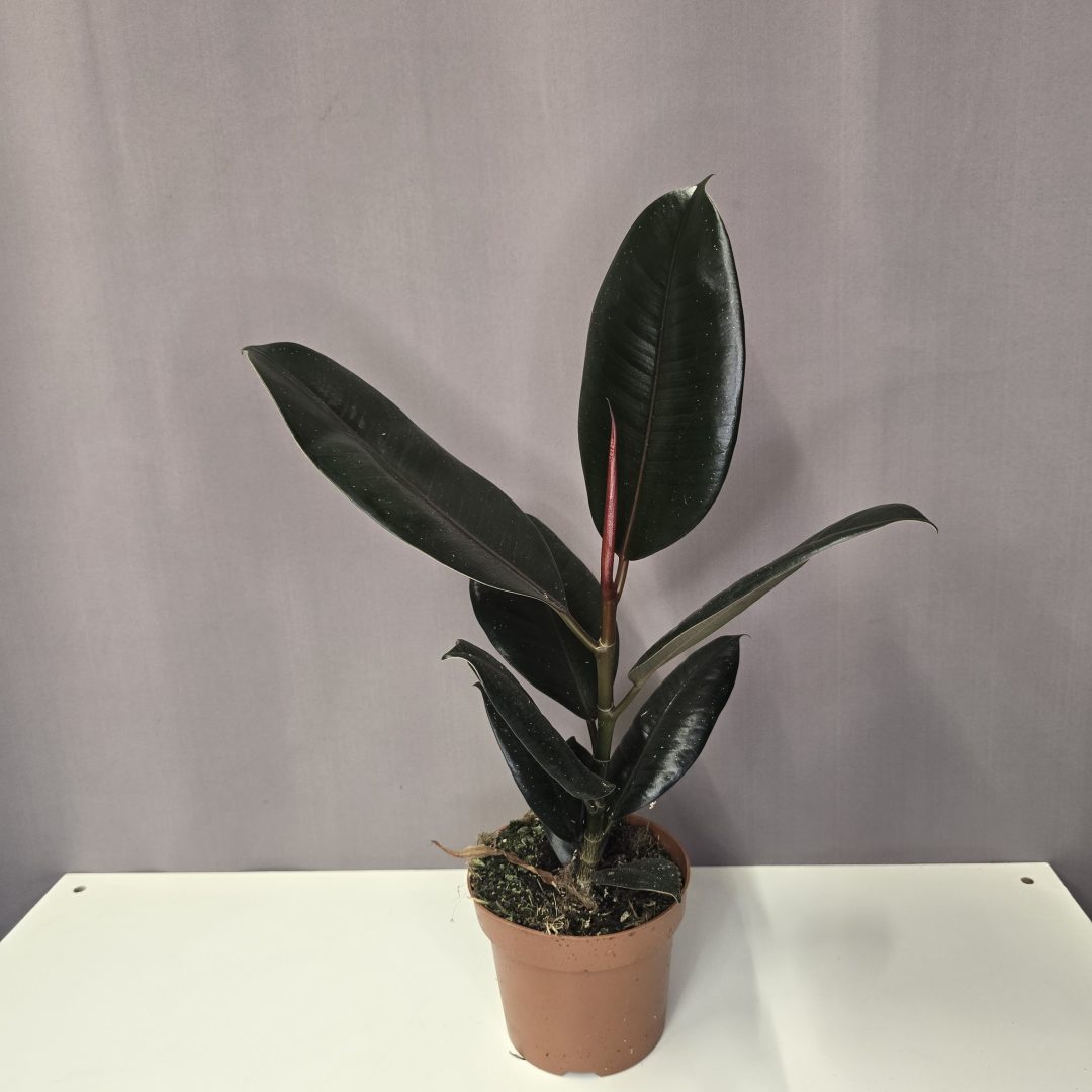 Ficus elastica 'Abidjan'