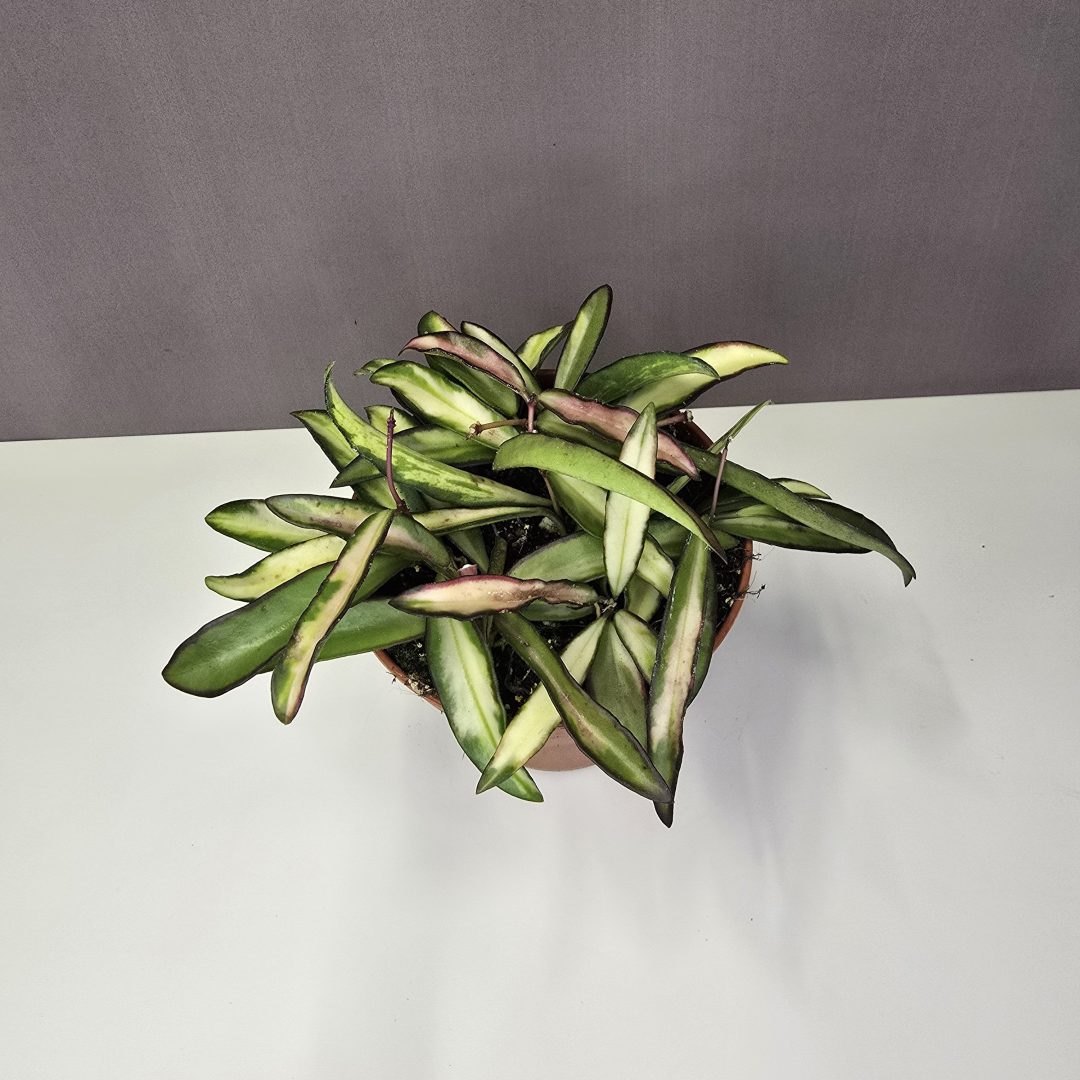 Hoya wayetii tricolor