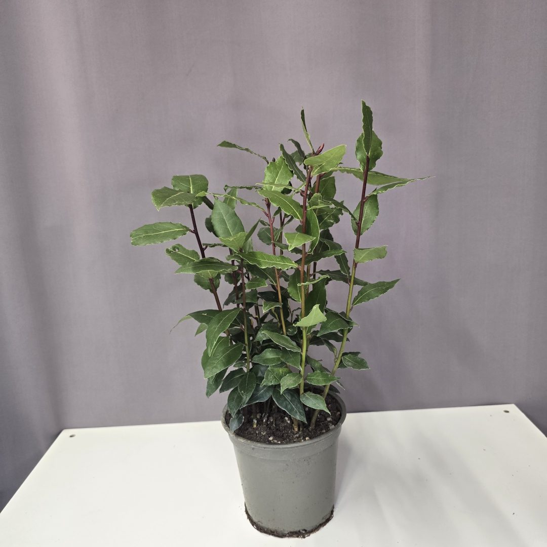 Laurus nobilis - Ehető babér