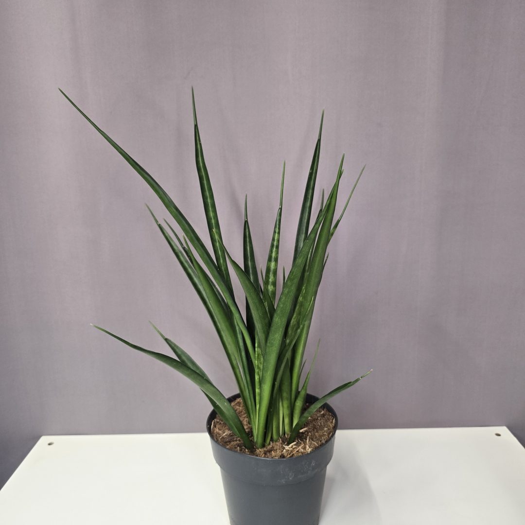 Sansevieria 'kirkii friends'