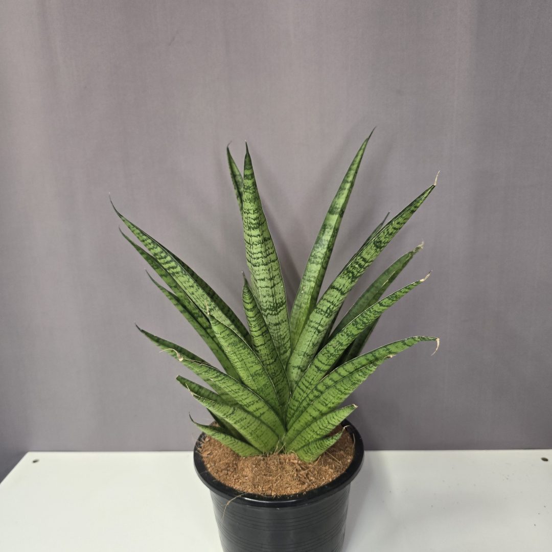 Sansevieria 'Pattaya Crown'