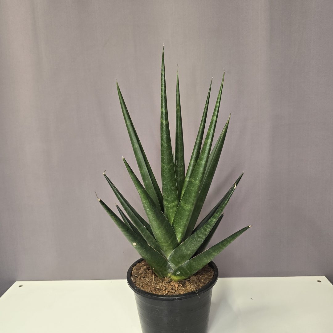 Sansevieria ‘Dark Lady’