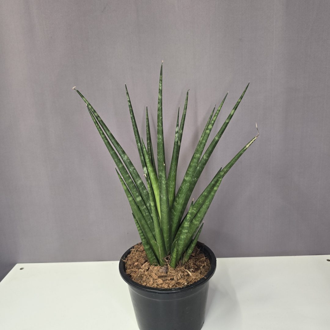 Sansevieria 'Fernwood Mikado'