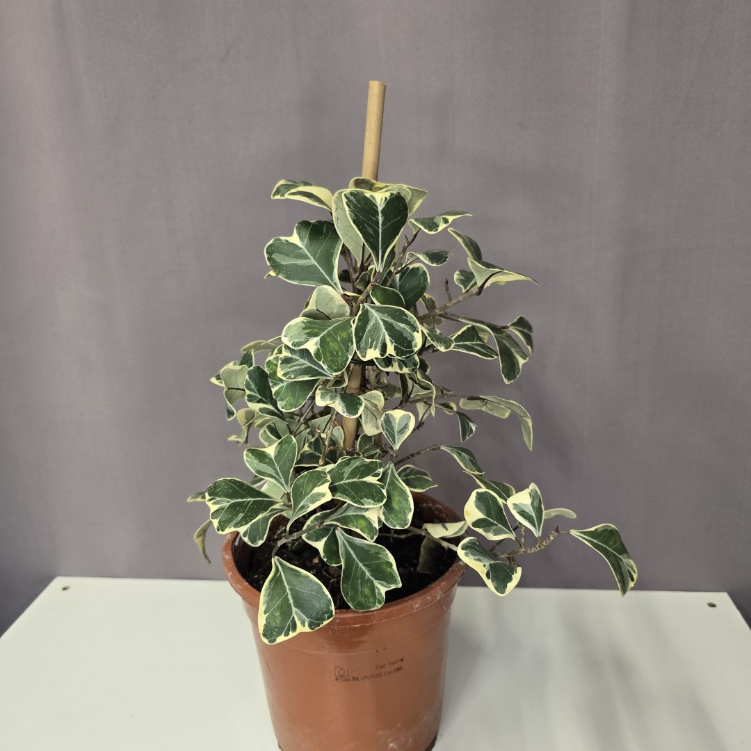Ficus triangularis 'Sweetheart' variegata