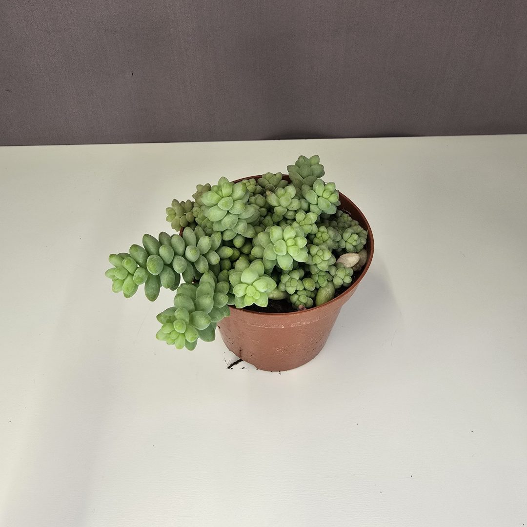 Sedum Burrito - Csüngő varjúháj