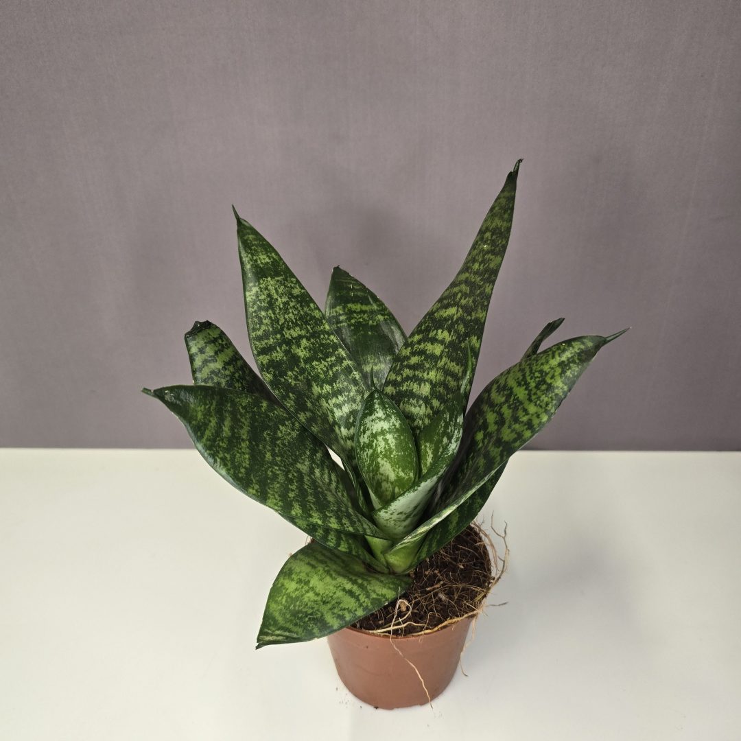 Sansaveria 'Forest Star'