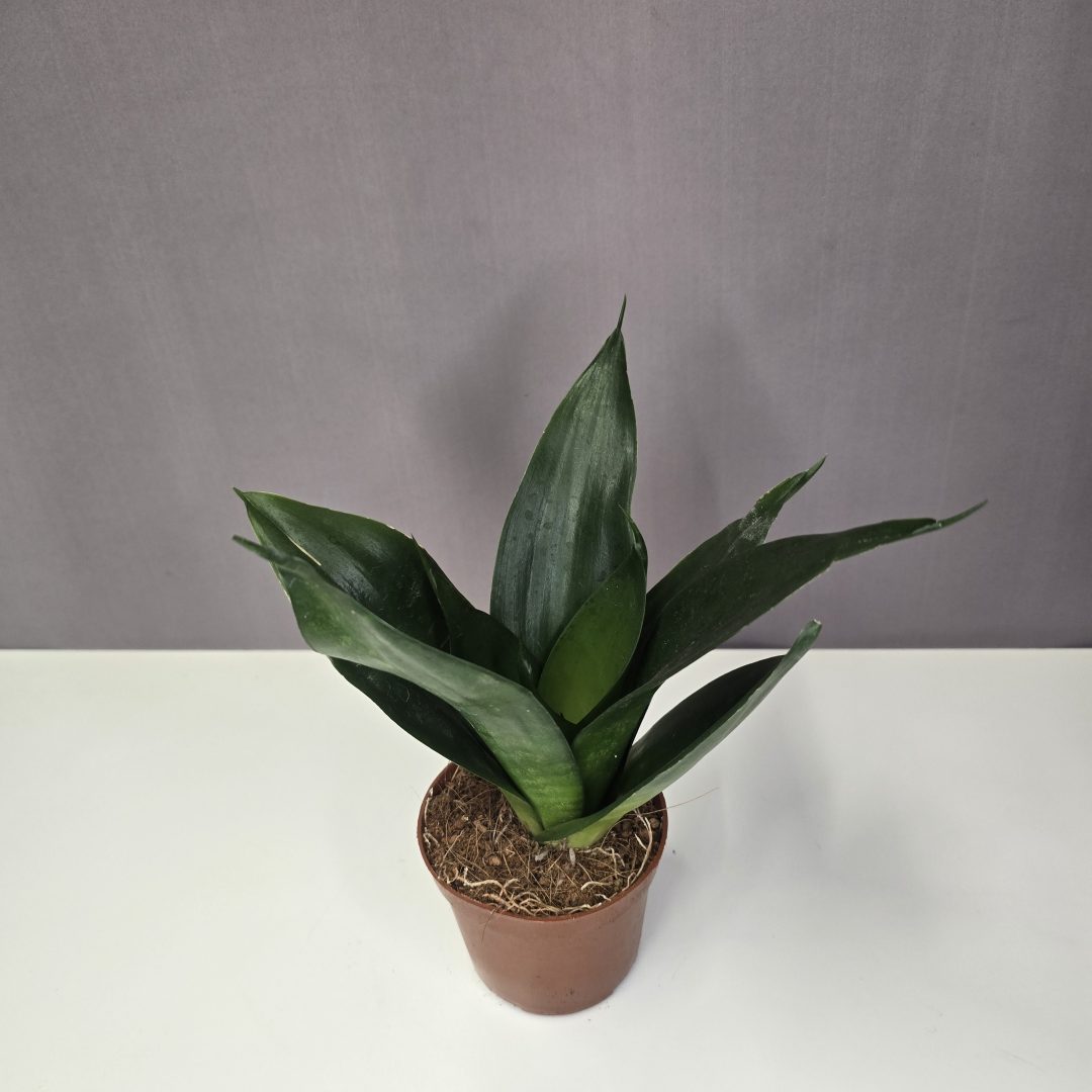 Sansavieria trifasciata 'Black Dragon'